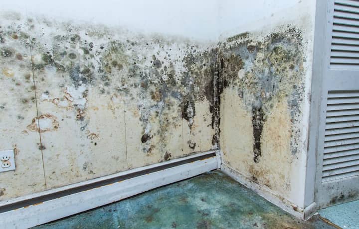 residential mold removal experts in Cartersville